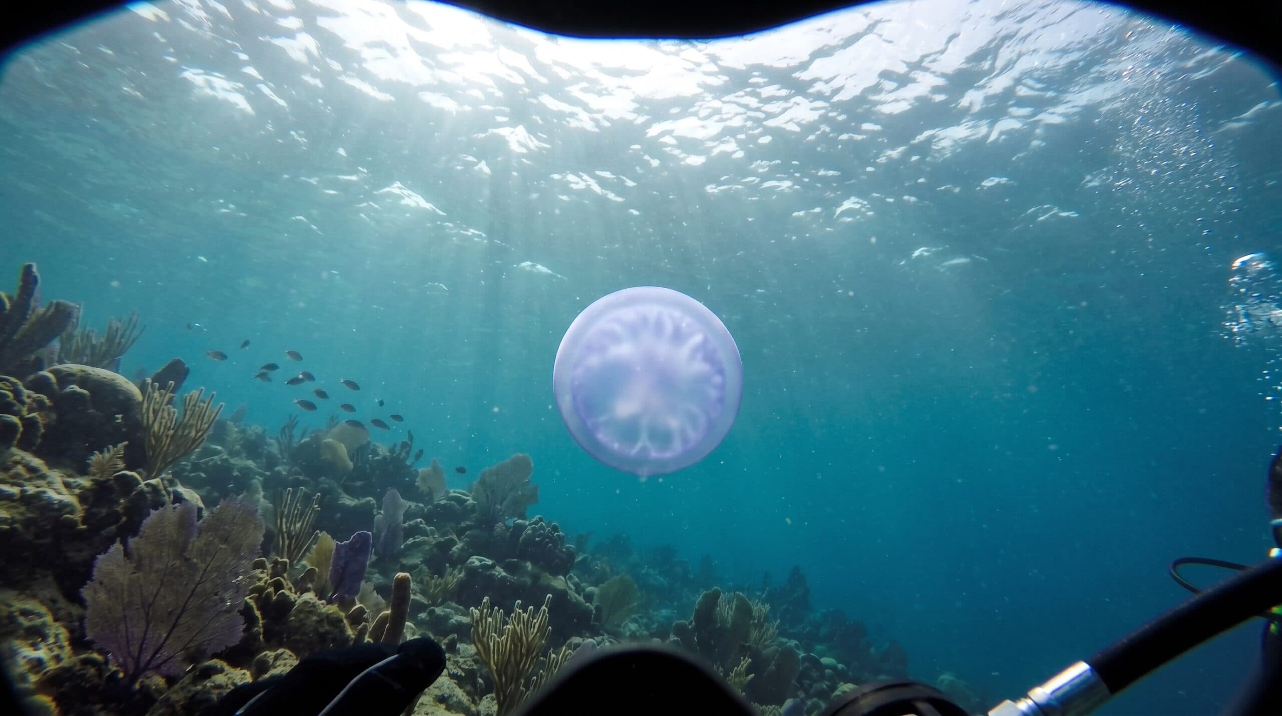 The Deep Sea Sphere: 1990s SCUBA Divers Filmed Something in the Bahamas That Still Defies Classification